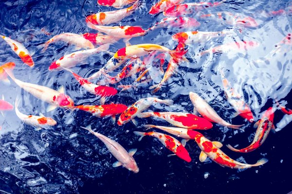 What Are the Best Practices for Setting Up a Backyard Pond for Koi Fish?